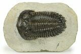 Detailed Hollardops Trilobite - Ofaten, Morocco #272457-1